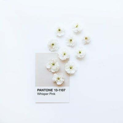 白色表面上的白色花朵